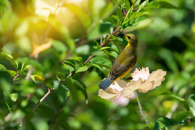 Close-up of bird perching on tree