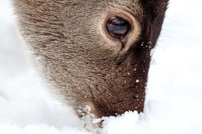 Close-up portrait of dog in snow