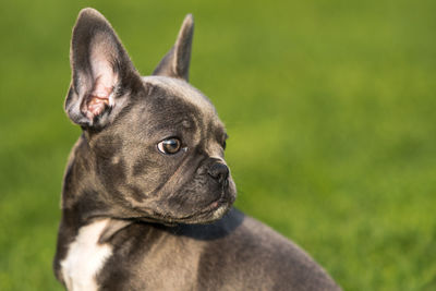 Close-up of a dog looking away
