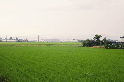 Scenic view of grassy field against sky