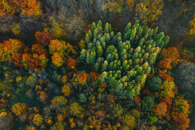 High angle view of pine trees in forest during autumn