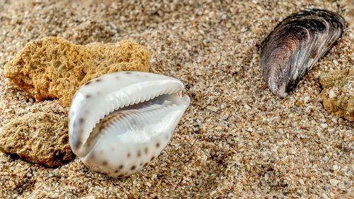 Cypraea tigris or tiger cowrie sea shell on the sand