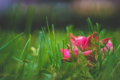 Close-up of pink flowers blooming outdoors