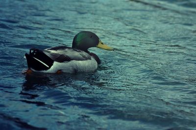 Duck swimming in lake