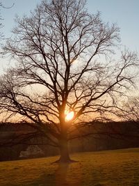 Silhouette bare tree on field against sky at sunset