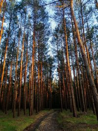 Low angle view of bamboo trees in forest