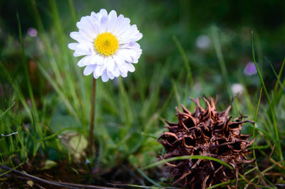 Close-up of flower blooming in field