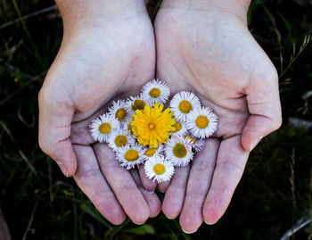 Close-up of hands holding yellow flower