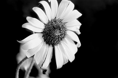 Close-up of white flowers blooming outdoors