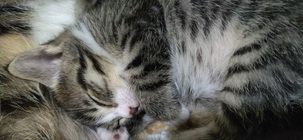 Cute kitten breastfeeding