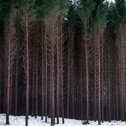 Trees in forest