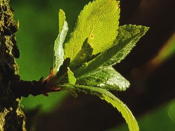 Close-up of green plant