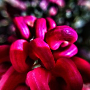 Close-up of pink flower