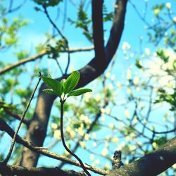 Close-up of flower tree against sky