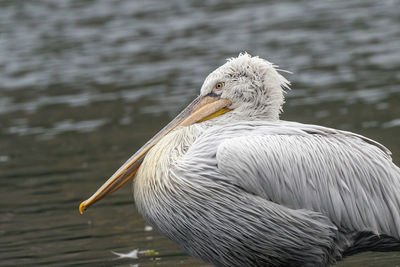 Close-up of pelican in lake