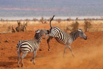 Zebras fighting on field