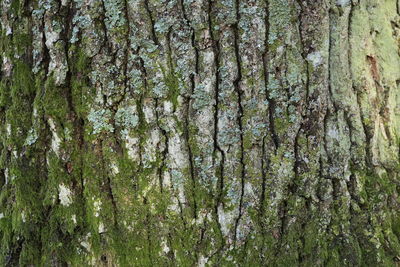 Full frame shot of trees in forest