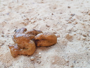 Close-up of bread on sand
