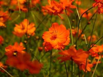 Close-up of orange cosmos flowers blooming outdoors