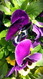 Close-up of insect on purple flower