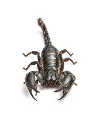 Close-up of insect on white background