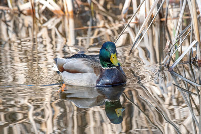 Duck swimming in a lake