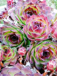 Close-up of pink flowers