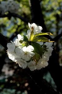 Close-up of white flowers