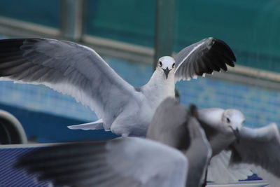 Close-up of seagulls