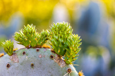 Close-up of succulent plant growing outdoors