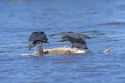 Two black vultures eating on a dead caiman in pantanal national park in brazil