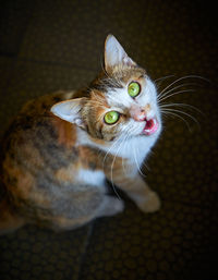 Close-up portrait of a cat