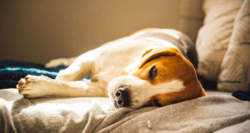 Beagle dog tired sleeps on a cozy sofa in funny position. dog background theme