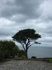 Tree by sea against sky