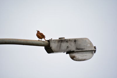 Low angle view of bird perching on street light against sky