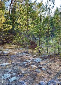 Trees growing in forest