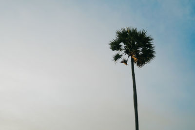 Low angle view of dandelion against sky