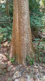 Close-up of tree trunk in forest