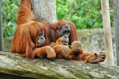 Lion relaxing in a zoo