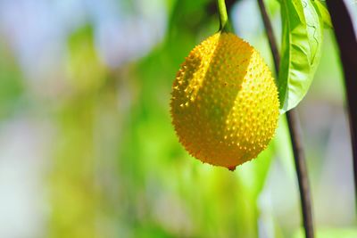 Close-up of fruit growing on plant