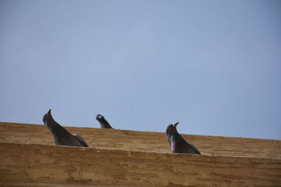 Low angle view of birds perching on wood against sky