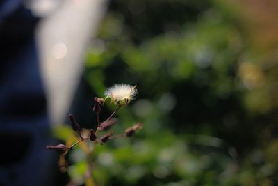 Close-up of flower against blurred background