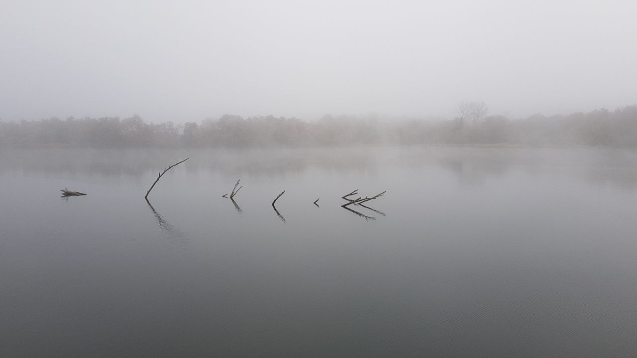 FLOCK OF BIRDS FLYING OVER LAKE DURING FOGGY WEATHER