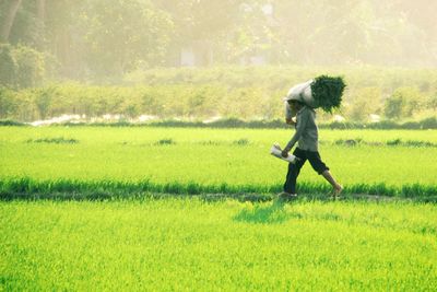 Side view of farmer carrying crops on shoulder at field