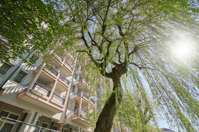 Low angle view of tree by building against sky