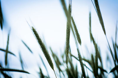 Close-up of stalks against clear sky