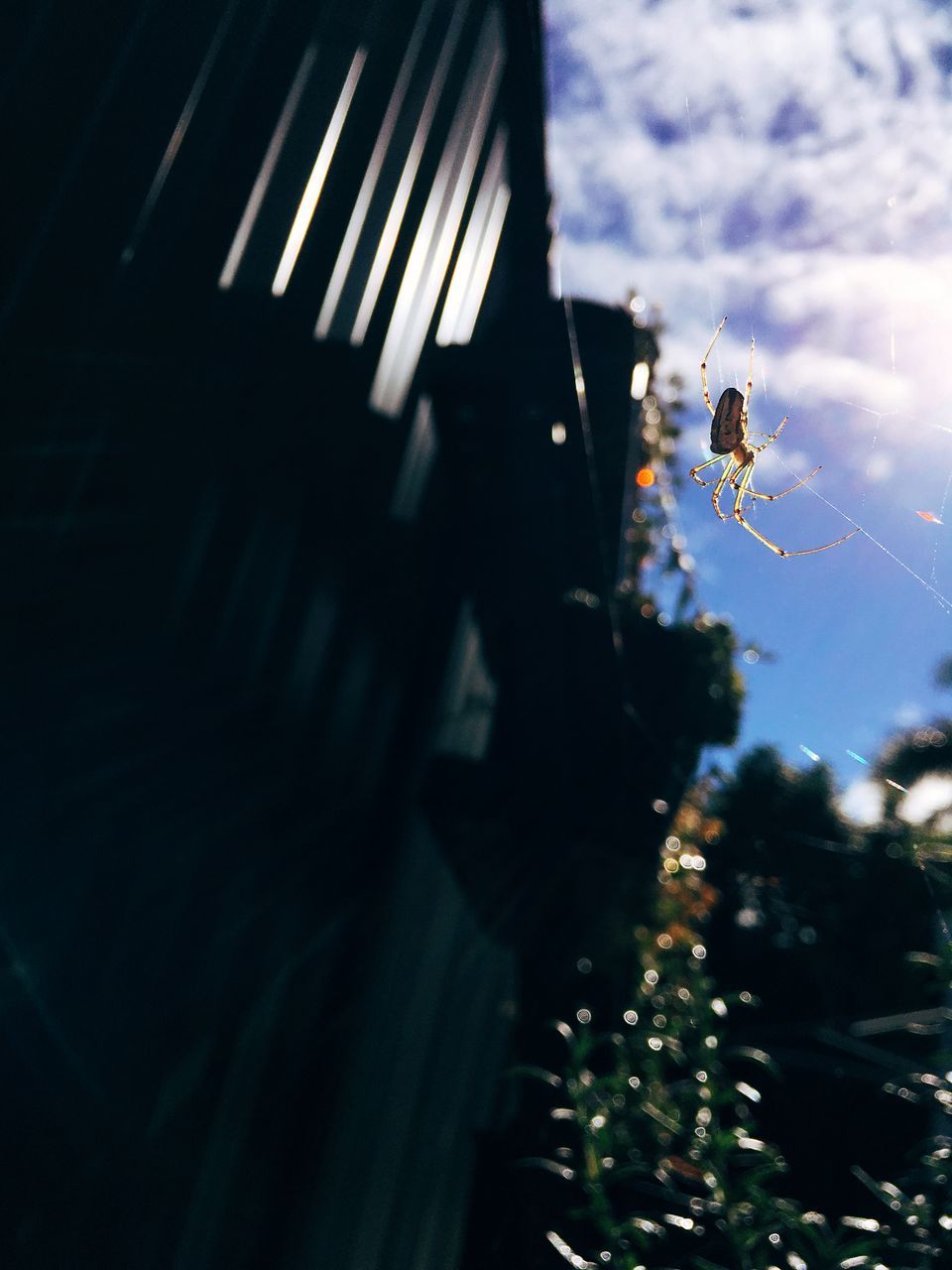 CLOSE-UP OF INSECT ON PLANT AGAINST BUILDINGS