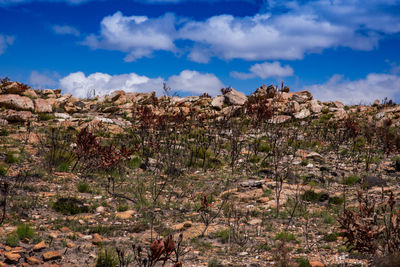 Plants growing on tree against sky