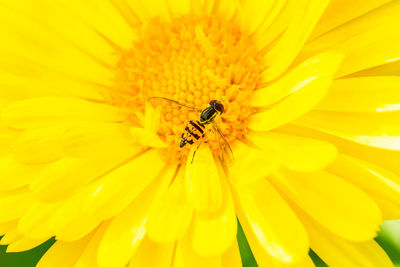 Macro shot of yellow flower