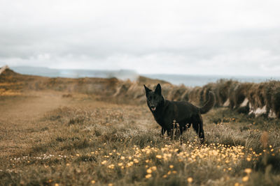 Dog standing on field